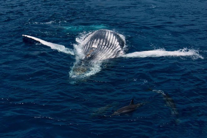 Baleias Jubarte - Baía de Samaná