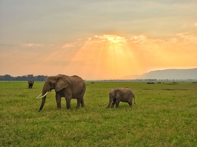 Dicas do nosso Safári no Maasai Mara, Quênia