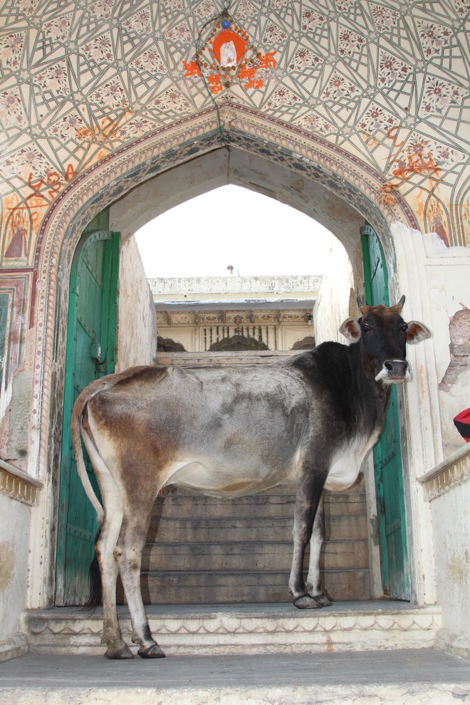 Vaca sagrada em Jaipur