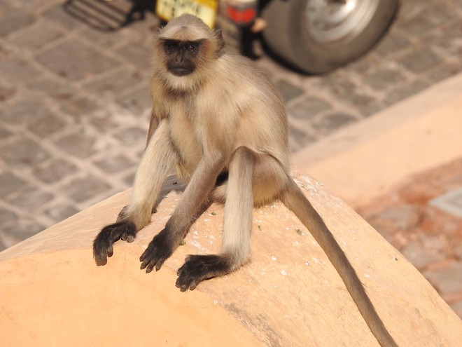 Macado em Amber Fort