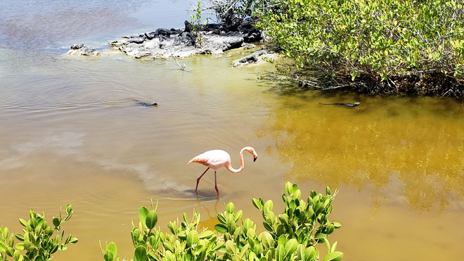 Flamingo e iguanas nas Poças Salinas de Puerto Villamil, Ilha Isabela.
