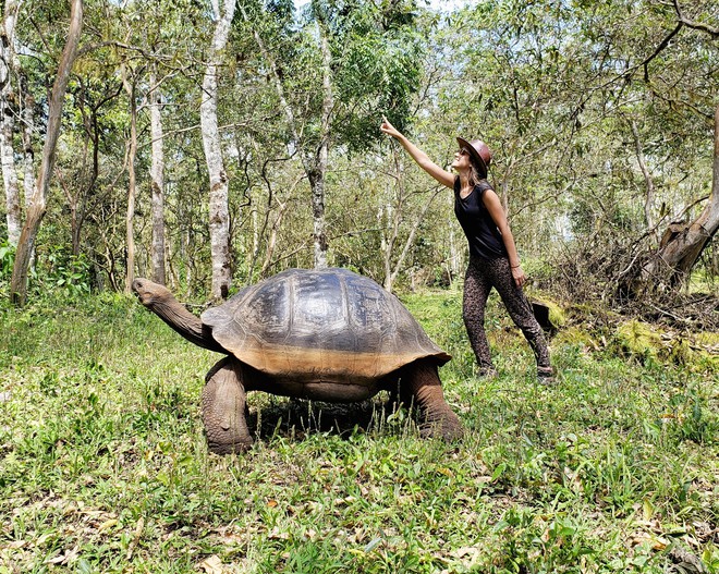 Tartarugas Gigantes de Galápagos no rancho Primícias, Ilha Santa Cruz