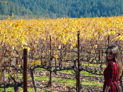 Dicas de Napa Valley: passeios, vinícolas, hotéis e muito mais