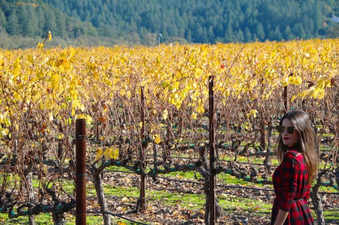 Dicas de Napa Valley: passeios, vinícolas, hotéis e muito mais