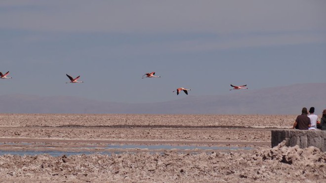 Atacama/Chile - Salar do Atacama.