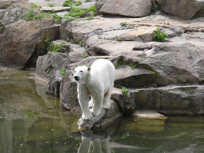 Zoológico de Berlim