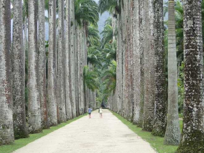 Rio de Janeiro - um passeio pelo Jardim Botânico.