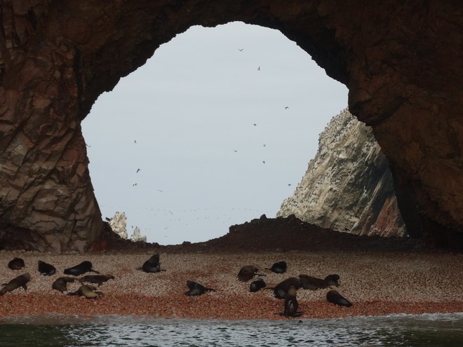 Islas Ballestas, Paracas.