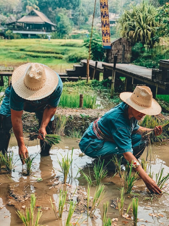 Plantando arroz nos campos do Four Seasons