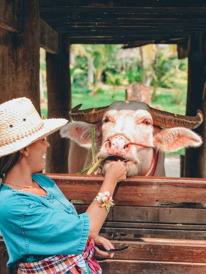 Alimentando o búfalo rosa