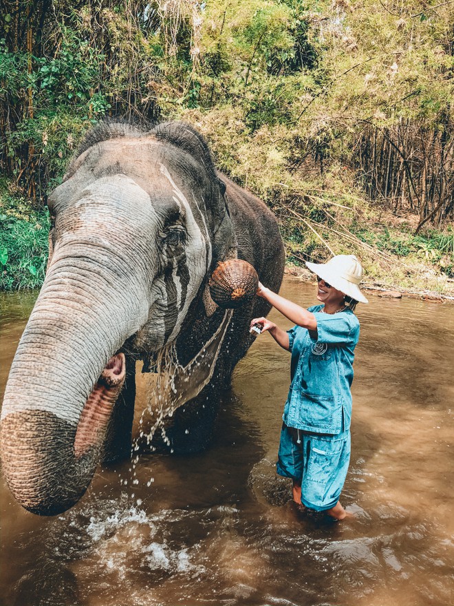 Interagindo com os elefantes