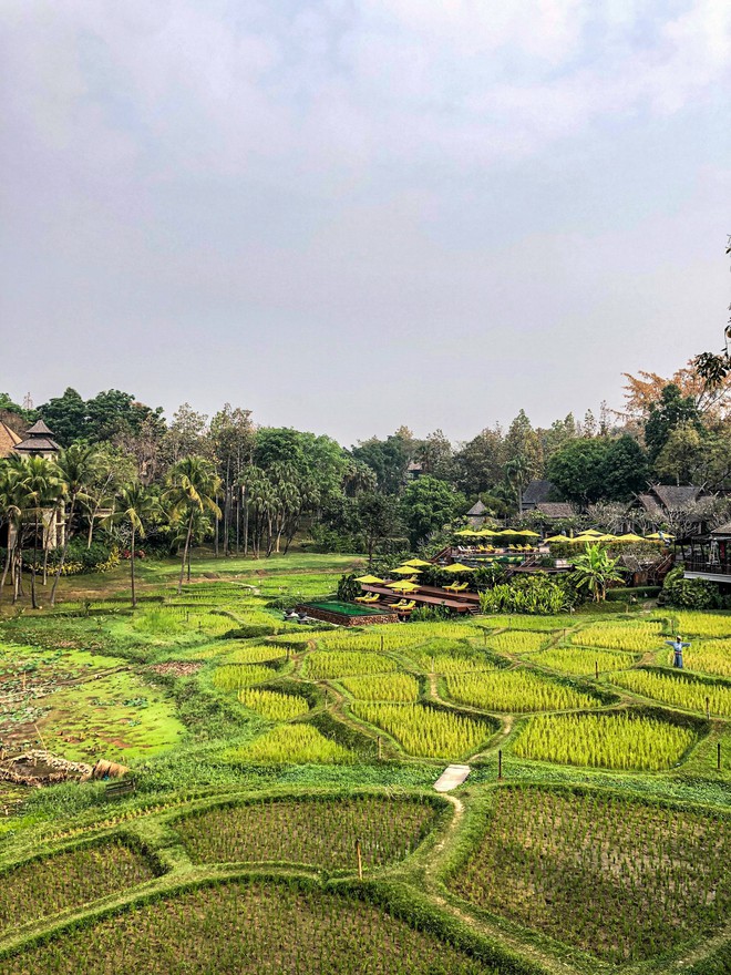 Campos de arroz que ornamentam o hotel