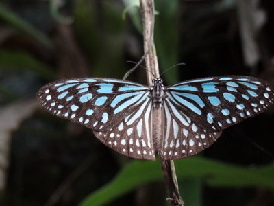 Kuala Lumpur - Parque das Borboletas.