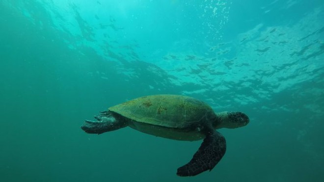 Mergulho em Arraial do Cabo