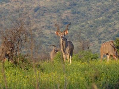 África do Sul: um Safári nos arredores de Joanesburgo