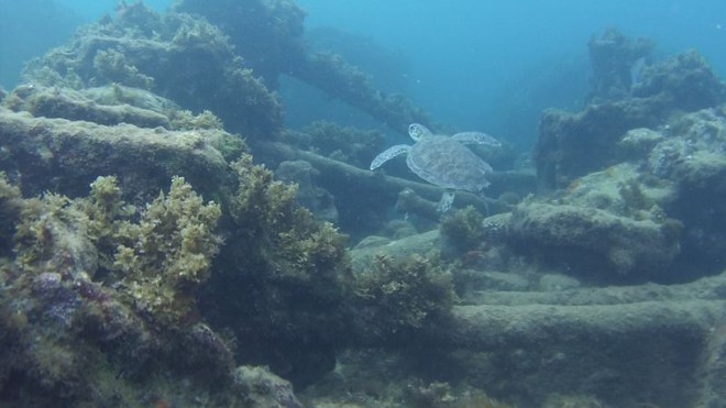 Fernando de Noronha:  conheça as belezas subáquaticas da ilha