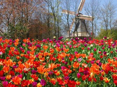 Keukenhof - o maior parque de flores do mundo