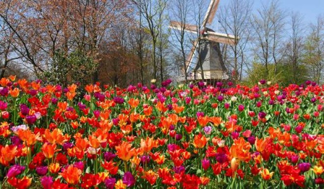 Keukenhof - o maior parque de flores do mundo